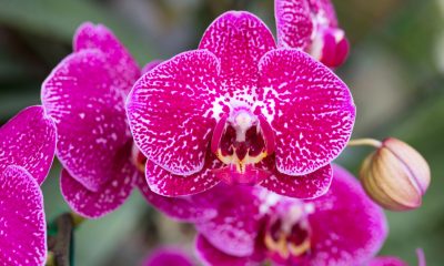 Workshop sobre orquídeas promove jardinagem sustentável em Felgueiras