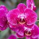 Workshop sobre orquídeas promove jardinagem sustentável em Felgueiras