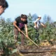 Impacto do voluntariado internacional em destaque no Dia Aberto em Odemira