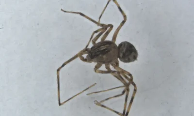Cientistas descobrem seis novas espécies de aranhas no Alentejo