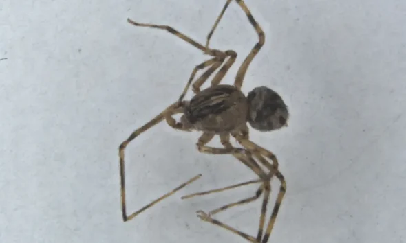 Cientistas descobrem seis novas espécies de aranhas no Alentejo
