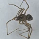 Cientistas descobrem seis novas espécies de aranhas no Alentejo