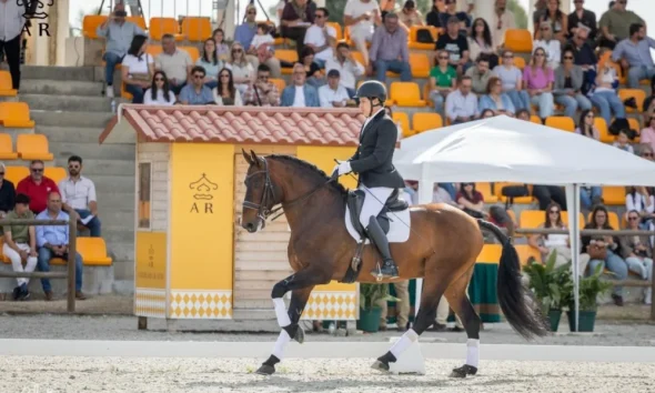 Leilão de Alter Real fatura 72.500 euros com venda de seis cavalos Lusitanos