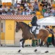 Leilão de Alter Real fatura 72.500 euros com venda de seis cavalos Lusitanos