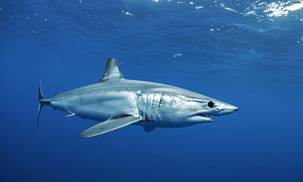 Aquecimento dos oceanos ameaça tubarões e atuns “de sangue quente”