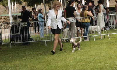 33ª Exposição Canina Nacional do Alto Alentejo
