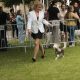33ª Exposição Canina Nacional do Alto Alentejo