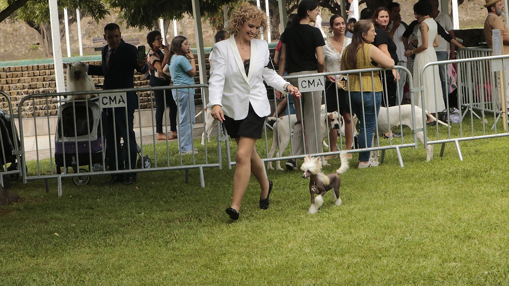 33ª Exposição Canina Nacional do Alto Alentejo
