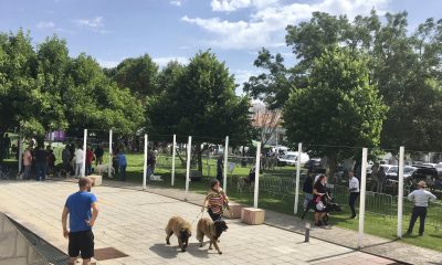 No Jardim do Fosso já estão a concurso centenas de exemplares de várias raças qu…