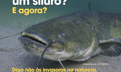 O maior peixe de água doce da Europa já está nos rios portugueses.
O siluro ou …