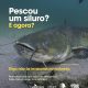 O maior peixe de água doce da Europa já está nos rios portugueses.
O siluro ou …