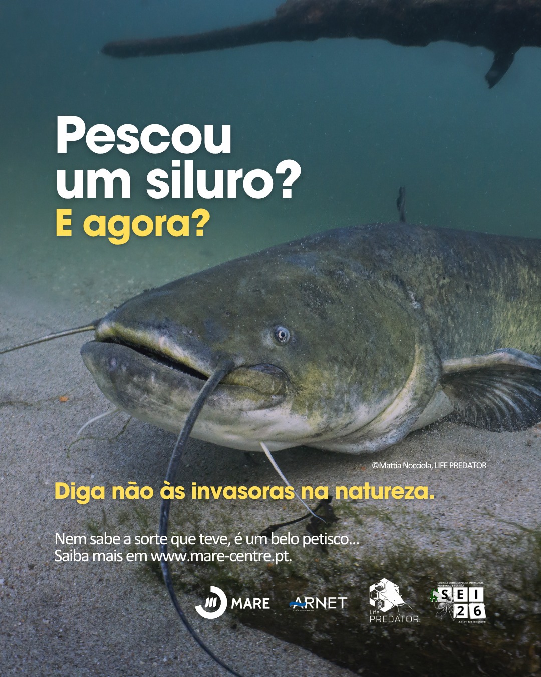 O maior peixe de água doce da Europa já está nos rios portugueses.
O siluro ou …