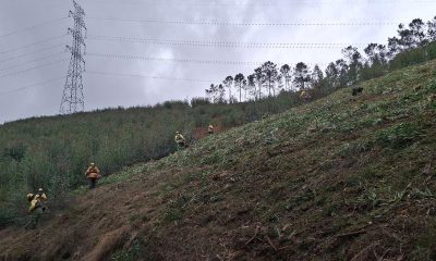 Dia do Sapador Florestal: Amarante investiu 174 mil euros na limpeza de 116 hectares para prevenção de incêndios