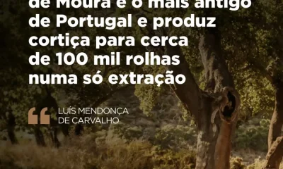 Em 2018, o Sobreiro de Águas de Moura (Palmela) foi eleito Árvore Europeia do An…
