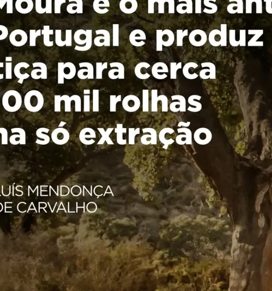 Em 2018, o Sobreiro de Águas de Moura (Palmela) foi eleito Árvore Europeia do An…