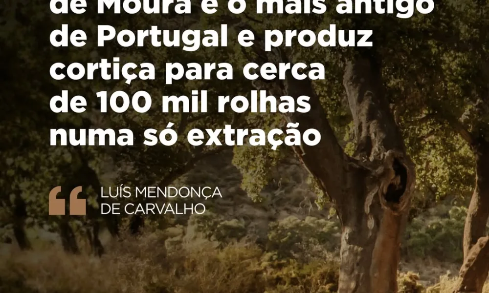 Em 2018, o Sobreiro de Águas de Moura (Palmela) foi eleito Árvore Europeia do An…
