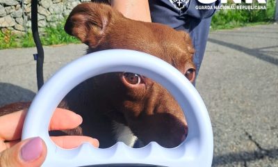 GNR resgata quatro cães vítimas de maus-tratos em condições de insalubridade