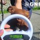 GNR resgata quatro cães vítimas de maus-tratos em condições de insalubridade