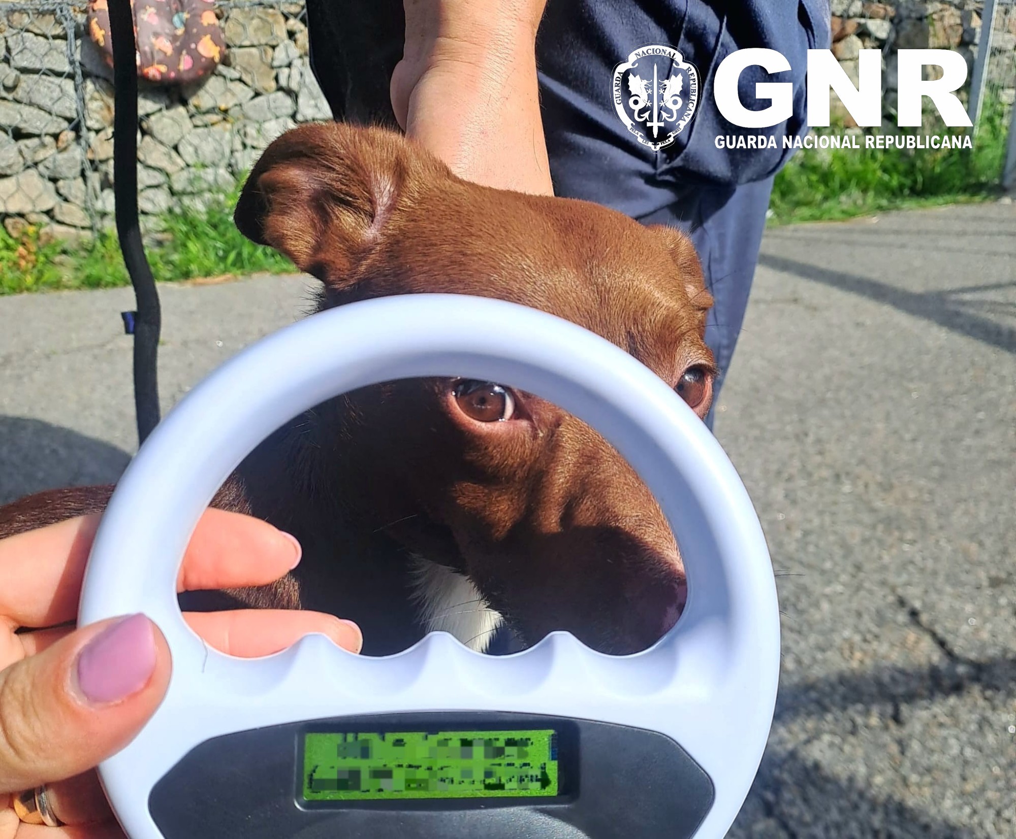 GNR resgata quatro cães vítimas de maus-tratos em condições de insalubridade