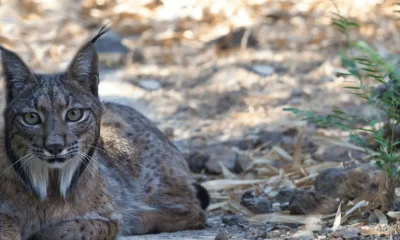 Lince-ibérico: Quercus exige ao ICNF esclarecimentos sobre mudança repentina na gestão do CNRLI em Silves  