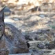 Lince-ibérico: Quercus exige ao ICNF esclarecimentos sobre mudança repentina na gestão do CNRLI em Silves  
