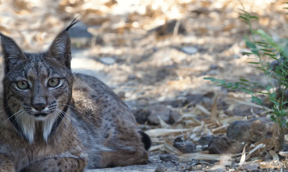Lince-ibérico: Quercus exige ao ICNF esclarecimentos sobre mudança repentina na gestão do CNRLI em Silves  