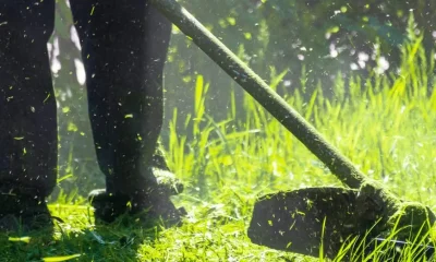 O prazo para a limpeza de terrenos e gestão de combustível foi prolongado até 30…