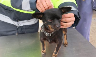 Paredes inicia campanha de vacinação antirrábica e identificação eletrónica de cães de 16 de maio a 11 de julho