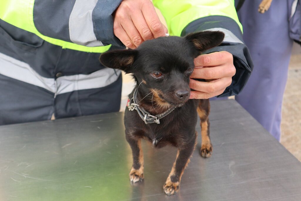 Paredes inicia campanha de vacinação antirrábica e identificação eletrónica de cães de 16 de maio a 11 de julho