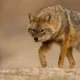 Chacais usam “escudo humano” para escapar aos lobos