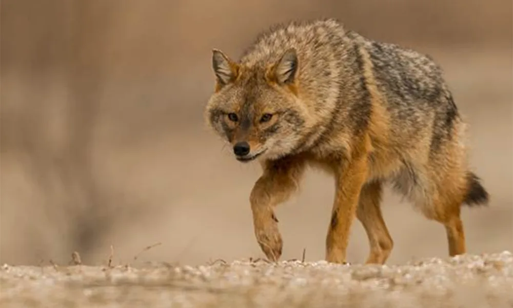 Chacais usam “escudo humano” para escapar aos lobos