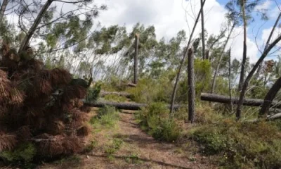 Ourém aprova AIGP 2.0 para recuperar floresta afetada pela tempestade Kristin