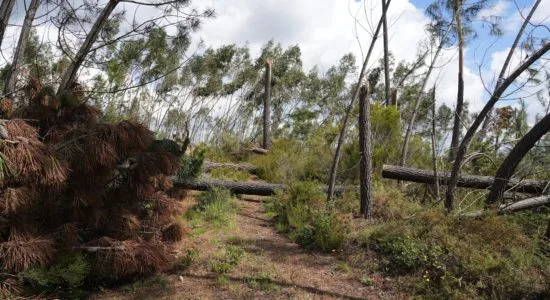 Ourém aprova AIGP 2.0 para recuperar floresta afetada pela tempestade Kristin