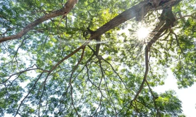 Mundo perdeu 41 milhões de hectares de floresta na última década alerta a ONU