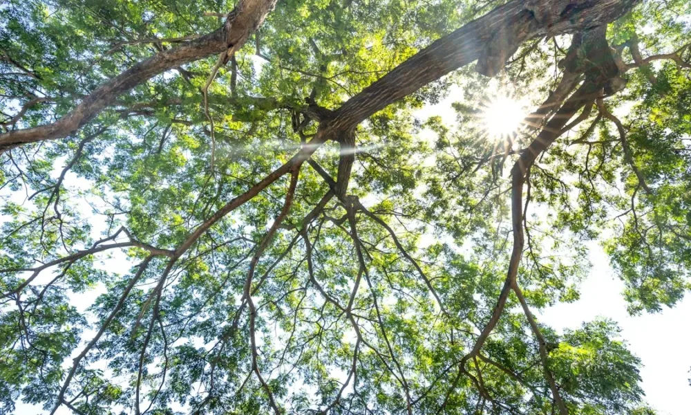 Mundo perdeu 41 milhões de hectares de floresta na última década alerta a ONU