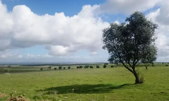 Beja e Évora: Governo investe 500 milhões de euros por ano para restaurar ecossistemas até 2030