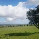 Beja e Évora: Governo investe 500 milhões de euros por ano para restaurar ecossistemas até 2030