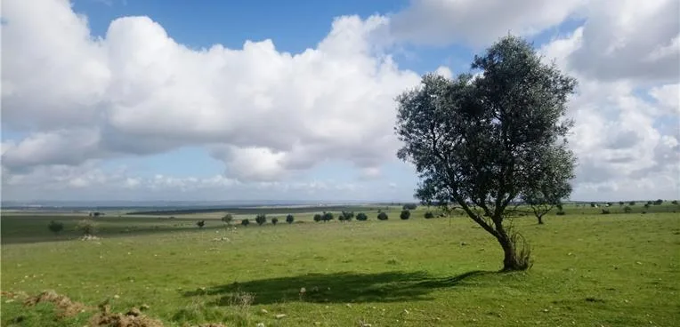 Beja e Évora: Governo investe 500 milhões de euros por ano para restaurar ecossistemas até 2030