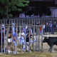 As festas de São João em Arronches, arrancaram com as habituais largadas