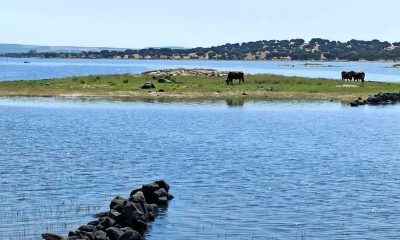 Colónia de aves ameaçadas abandona zona de nidificação na Albufeira do Caia