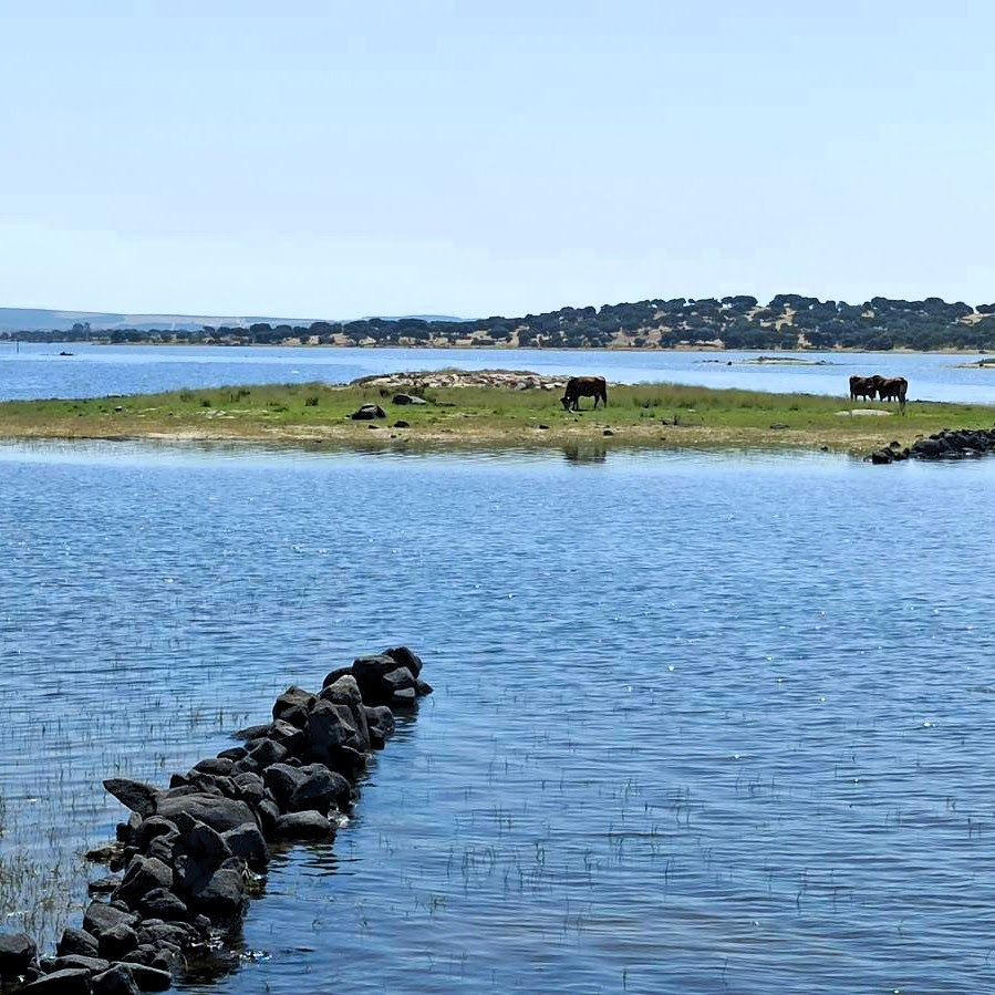 Colónia de aves ameaçadas abandona zona de nidificação na Albufeira do Caia