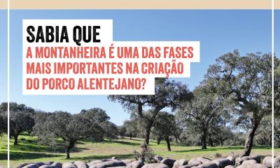 Sabia que a montanheira é uma das fases mais importantes na criação do Porco Ale…