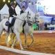 A Gala Equestre do Centro Equestre de Santo André proporcionou um espetáculo mem…