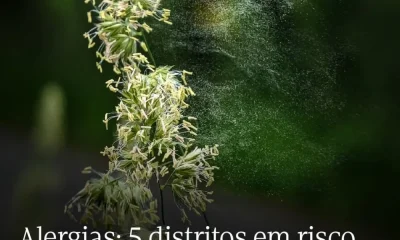 A concentração de pólenes na atmosfera vai manter-se elevada na maioria das regi…