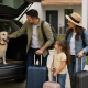 Amarante alerta para regras e requisitos na viagem com animais de companhia