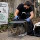 Baião reforça controlo de colónias de gatos com programa CED
