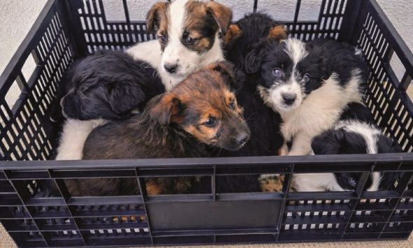 CROA de Lousada alcança 4.º lugar nacional em adoções de animais