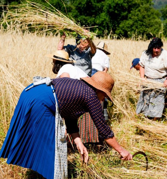 Celorico de Basto promove ceifa do centeio com 50 idosos para preservar tradições e memórias