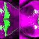 i3S descobre função “escondida” do ADN associada a doença neurodegenerativa