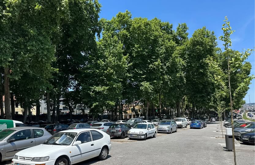 Lousada vai podar arvoredo do recinto da Feira a partir de 18 de junho durante duas semanas